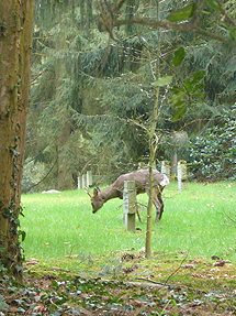 plaatje: Natuurbegraafplaats in Duitsland. Foto: Roy de Beunje