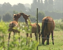 plaatje: Waardig afscheid voor paarden