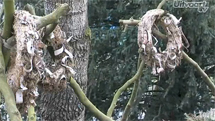 plaatje: Geen natuurbegraafplaats in Engelandsche Bosch in Anevelde