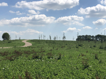 plaatje: Lezing over natuurbegraven: een eeuwigdurende rustplaats in de natuur